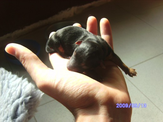 Este es uno de los peques, cuando nacio ( parece una ratita)